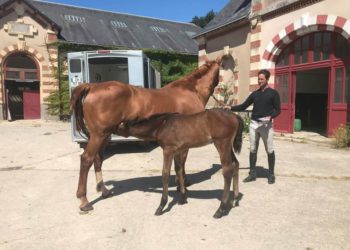 Israel Haras Israel Haras