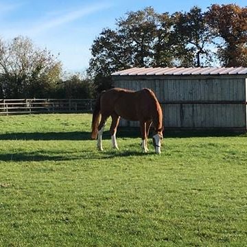 Florestan au paddock